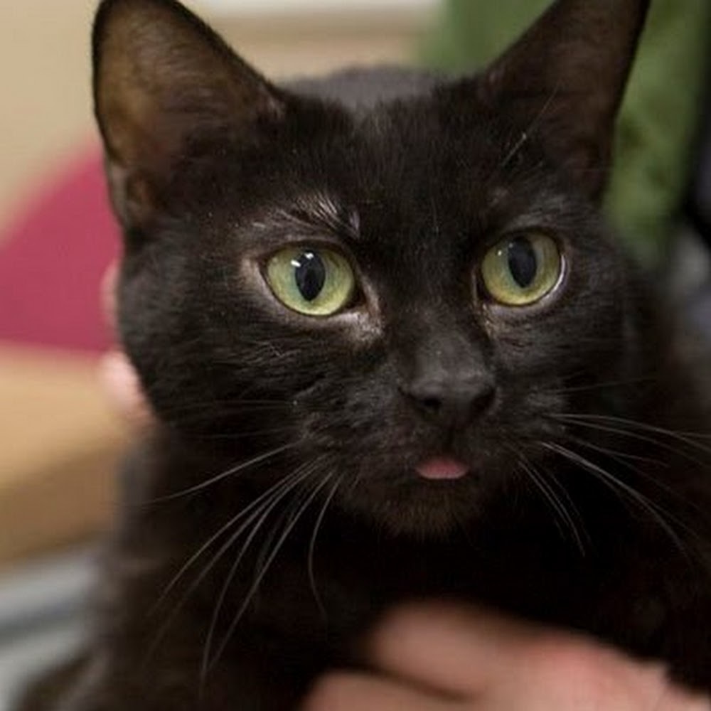 Meet your Posher, Granuaille